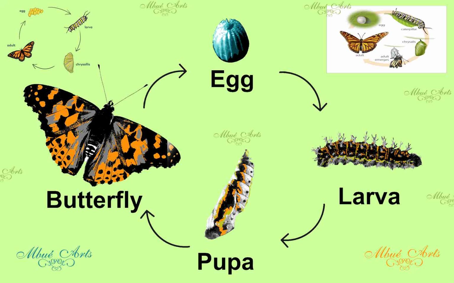 Conformation vs Transformation - Mbué Arts